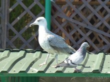 Ялта - рай для простого россиянина