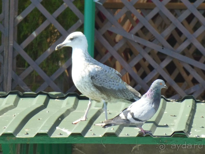 Ялта - рай для простого россиянина