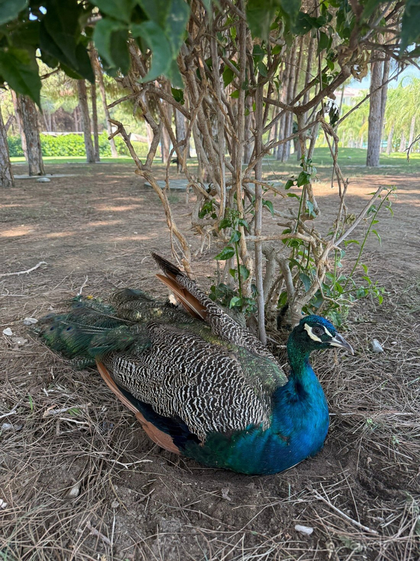 Отдых в Regnum, июль 2025