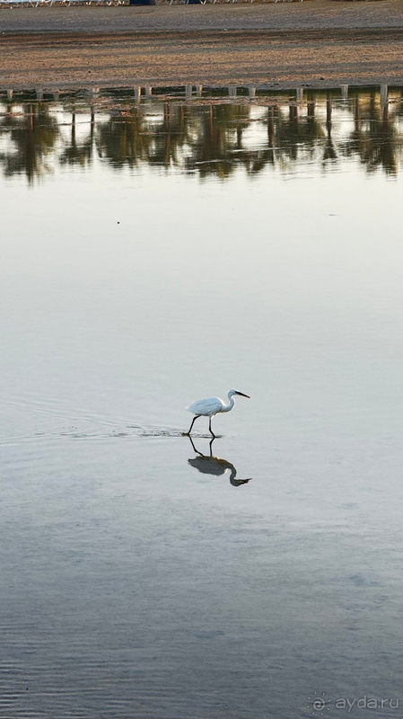 Риксос Премиум Сиагейт