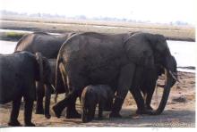 Ботсвана.Нац.парк Чобе