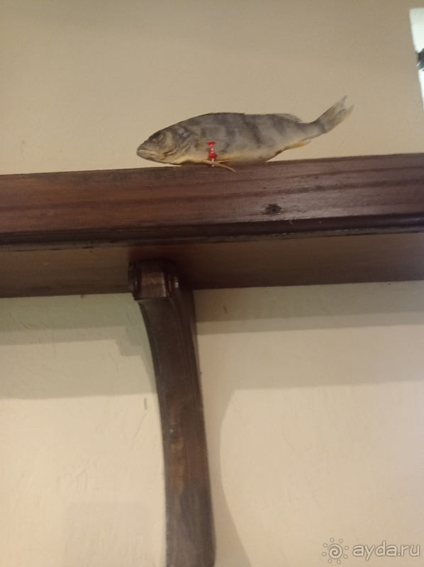 Альбом отзыва "Тихая душевная (рыбацкая) база в Ярославской глуши по соседству с медведями"