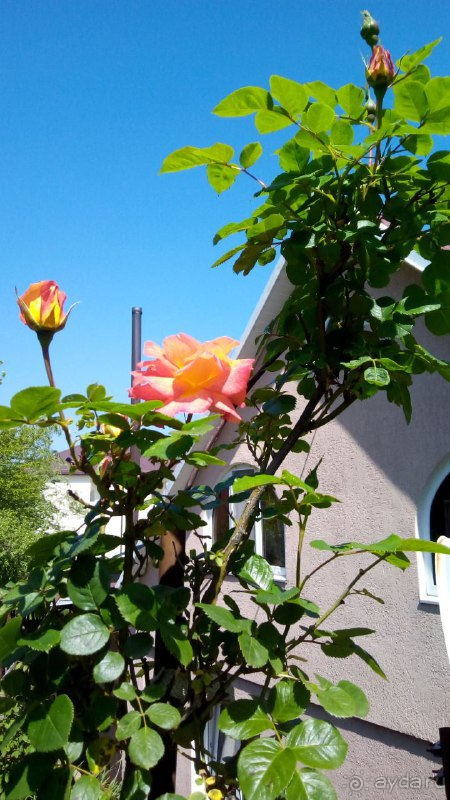 фото Ореховый 13