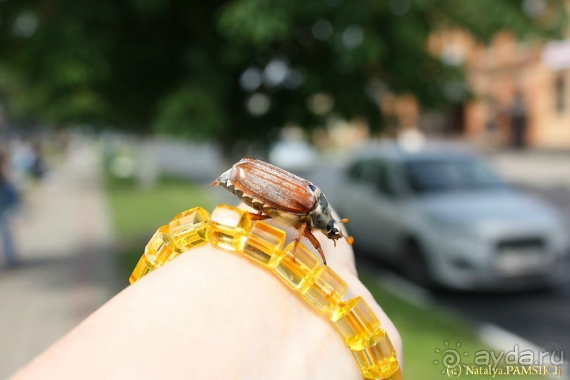 Образ Богородицы, найденный в корнях дерева. Курская Коренная пустынь