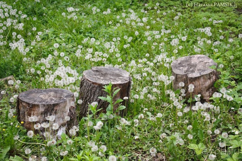 Альбом отзыва "Что посмотреть в Курске: музей-усадьба Афанасия Фета"