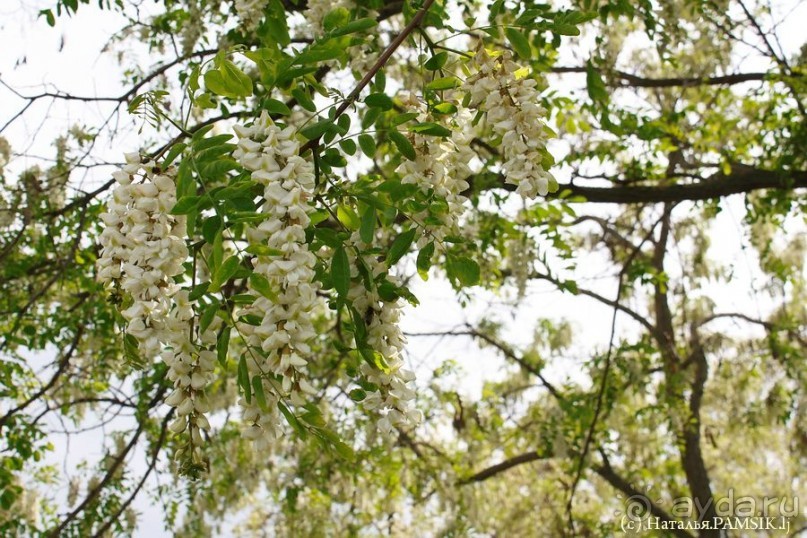 Что посмотреть в Курске: музей-усадьба Афанасия Фета