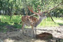 Куршская Коса. Маршруты /ч.1-я