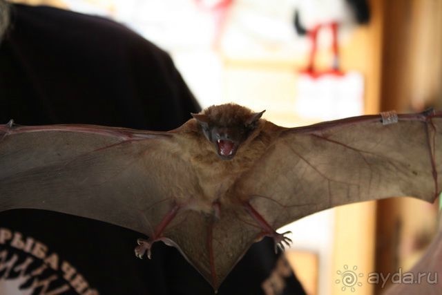 Куршская Коса. Маршруты /ч.1-я