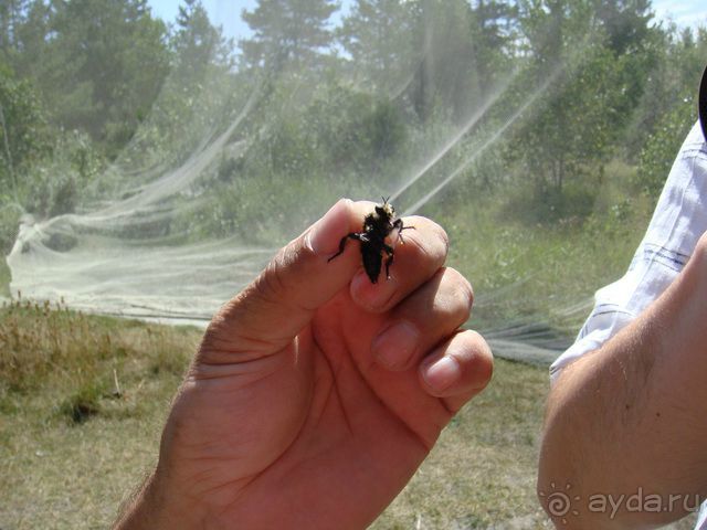 Куршская Коса. Маршруты /ч.1-я