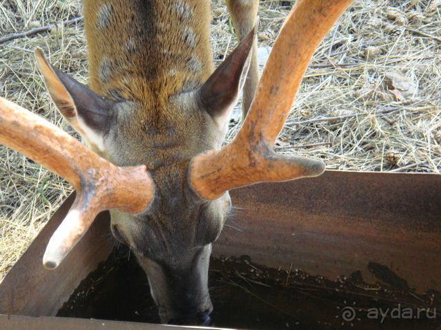 Куршская Коса. Маршруты /ч.1-я