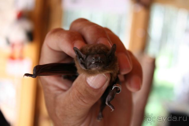 Куршская Коса. Маршруты /ч.1-я