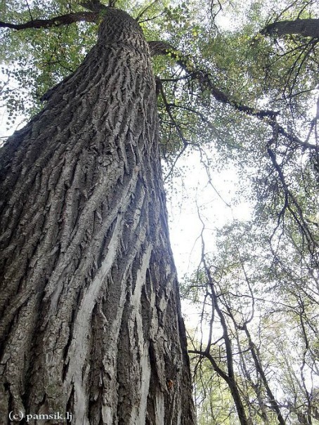 Подмосковный Нотр-Дам - Церковь Знамения в Дубровицах /Подвесной мост в Лемешево