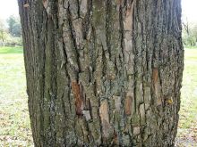 Подмосковный Нотр-Дам - Церковь Знамения в Дубровицах /Подвесной мост в Лемешево