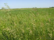 Старая Рязань или Исчезнувший город. 1237 год.