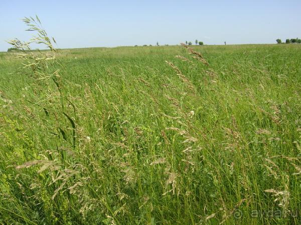 Старая Рязань или Исчезнувший город. 1237 год.