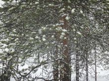 Лапландия. Полярный круг. Санта Клаус или в гостях у сказки /ч.2