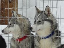 Лапландия. Полярный круг. Санта Клаус или в гостях у сказки /ч.2