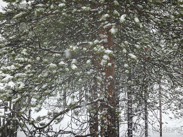 Лапландия. Полярный круг. Санта Клаус или в гостях у сказки /ч.2