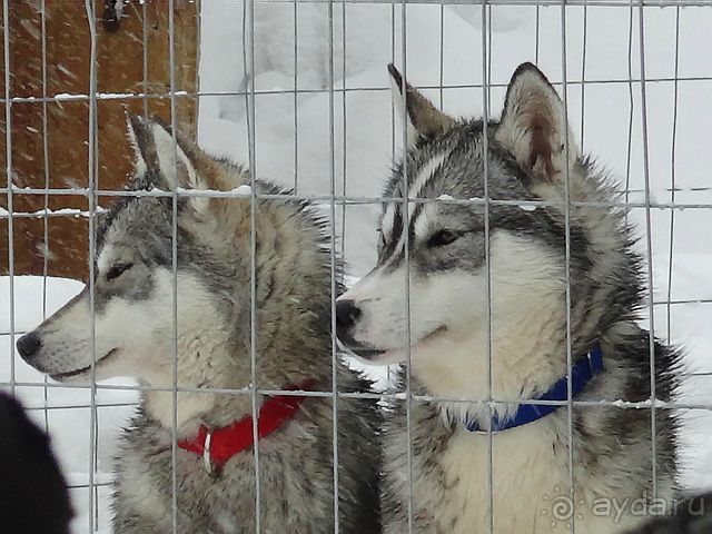 Лапландия. Полярный круг. Санта Клаус или в гостях у сказки /ч.2