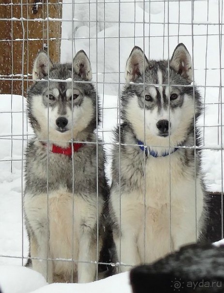 Лапландия. Полярный круг. Санта Клаус или в гостях у сказки /ч.2