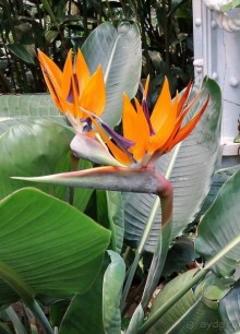 Юг на Севере. Ботанические сады Хельсинки