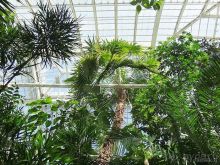 Юг на Севере. Ботанические сады Хельсинки