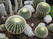 Юг на Севере. Ботанические сады Хельсинки