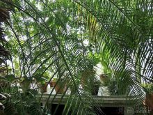 Юг на Севере. Ботанические сады Хельсинки