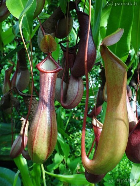 Юг на Севере. Ботанические сады Хельсинки