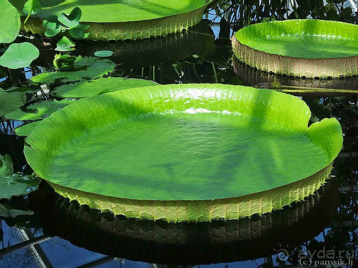 Юг на Севере. Ботанические сады Хельсинки