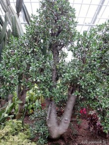 Юг на Севере. Ботанические сады Хельсинки