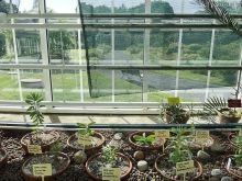 Юг на Севере. Ботанические сады Хельсинки