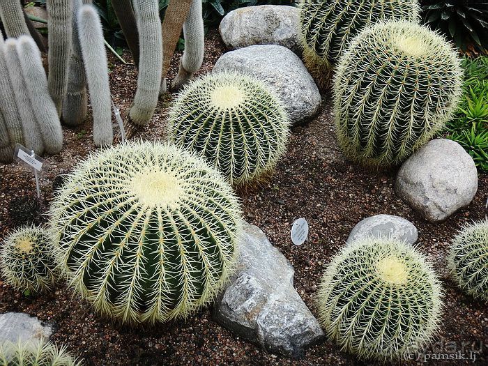 Юг на Севере. Ботанические сады Хельсинки