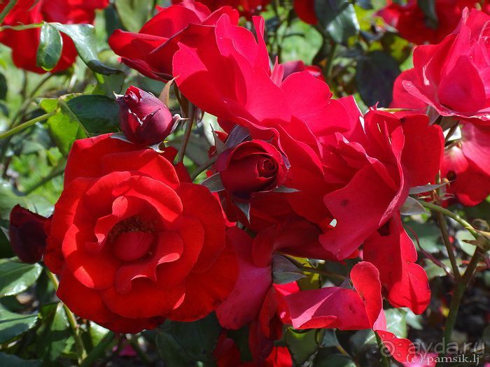 Юг на Севере. Ботанические сады Хельсинки