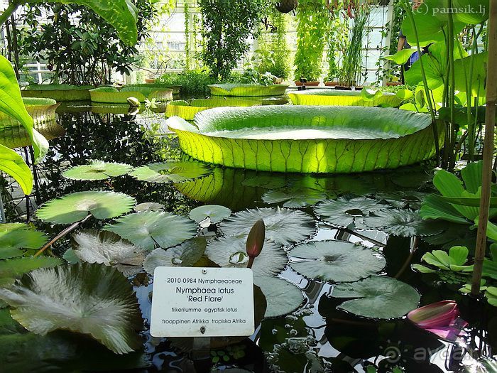 Юг на Севере. Ботанические сады Хельсинки