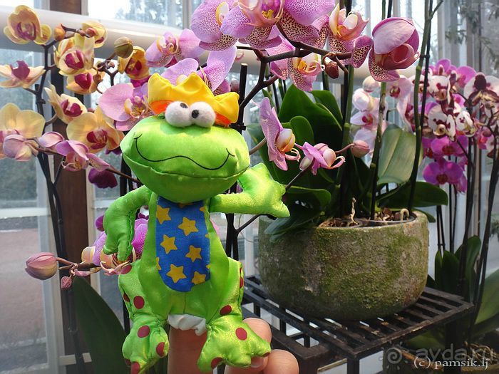 Юг на Севере. Ботанические сады Хельсинки