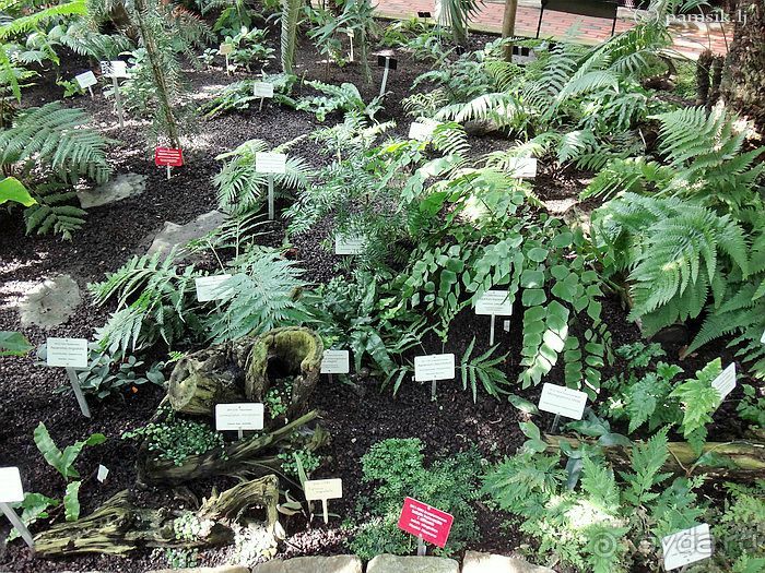 Юг на Севере. Ботанические сады Хельсинки