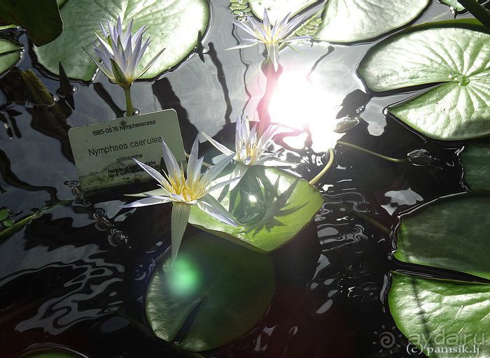 Юг на Севере. Ботанические сады Хельсинки