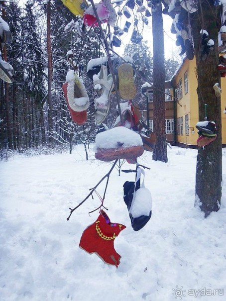 «Розы и шипы» К.И.Чуковского. Дом-музей в Переделкино