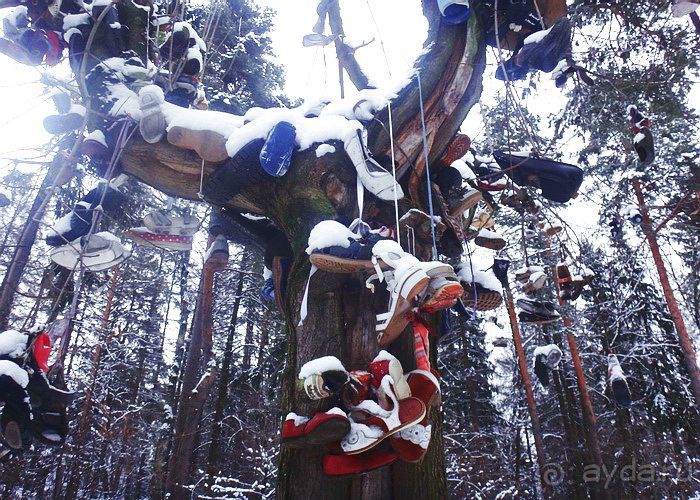 «Розы и шипы» К.И.Чуковского. Дом-музей в Переделкино