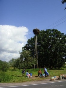 Про аистов и калининградские приколы