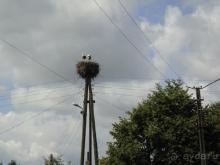 Про аистов и калининградские приколы