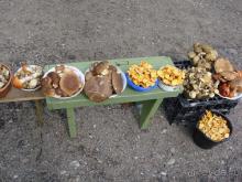 Про аистов и калининградские приколы