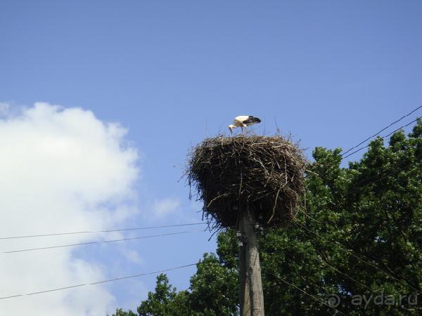 Про аистов и калининградские приколы