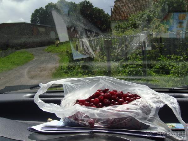 Про аистов и калининградские приколы