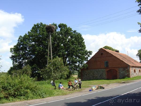 Про аистов и калининградские приколы
