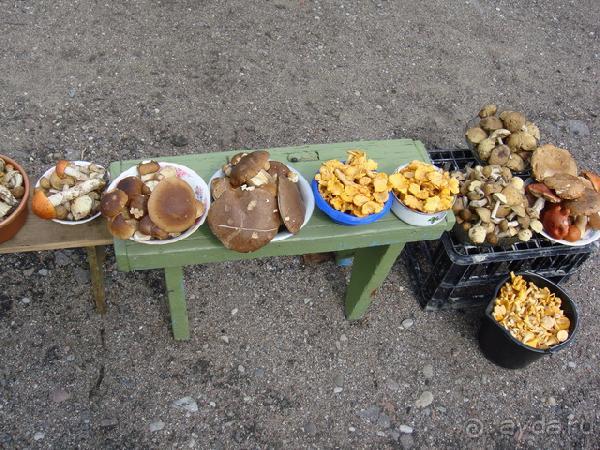 Про аистов и калининградские приколы