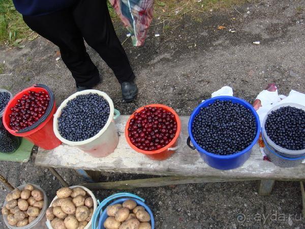 Про аистов и калининградские приколы