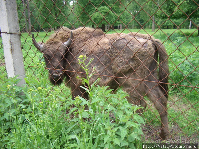 В гостях у Зубров.Приокско-террасный заповедник/1