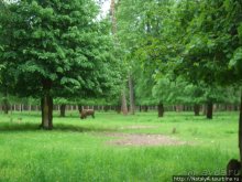 В гостях у Зубров.Приокско-террасный заповедник/1